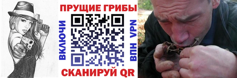 Галлюциногенные грибы Psilocybine cubensis Камень-на-Оби